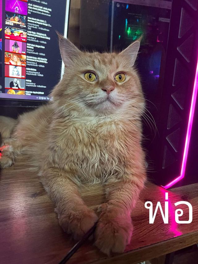 เมนคูน+เปอร์เซีย พ่อเมนคูนแท้ แม่เมนคูนผสมเปอเซีย 6