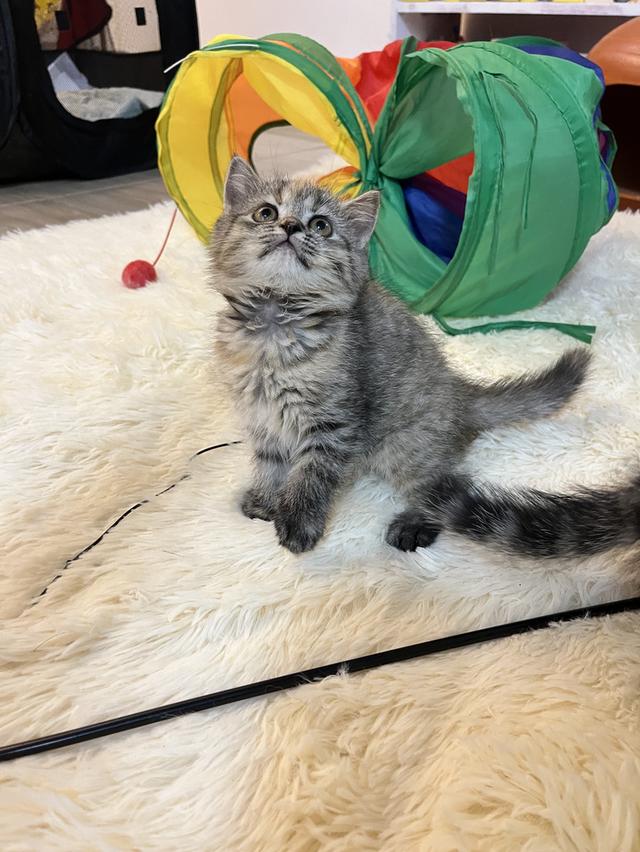 แมวสก๊อตติช   🥰😁😁❌❌❌❌ 6