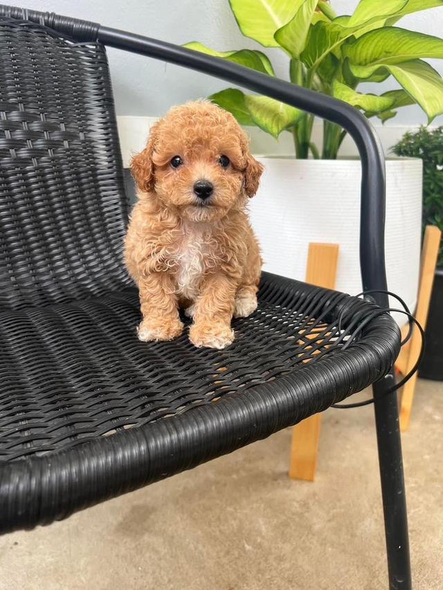 Poodle puppies here for Sale รูปที่ 2