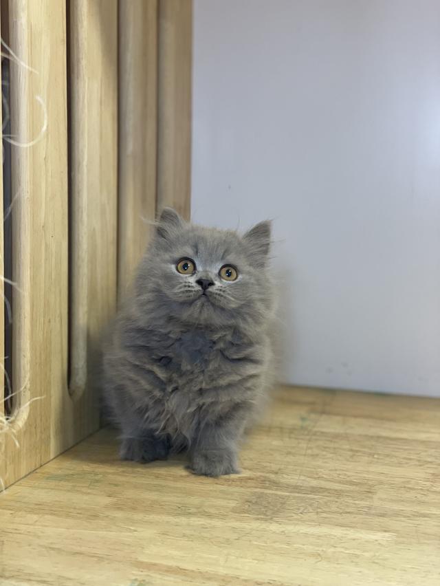 ลูกแมวมันช์กิ้น ขายาว รูปที่ 6