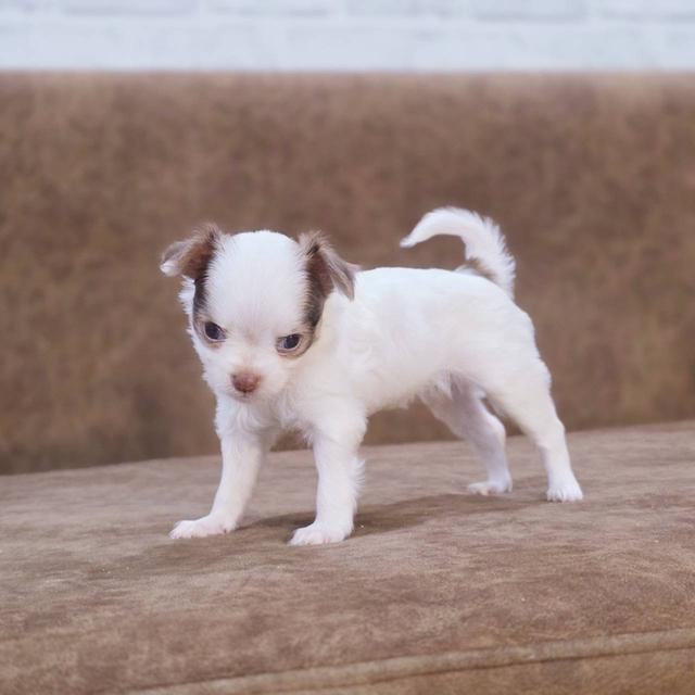 ชิวาวาแท้ ขนยาว เพศเมีย 4