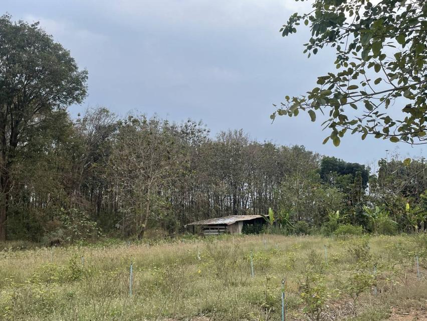 ขายที่ดินตำบลขนงพระเขาใหญ่ปากช่องนครราชสีมา​  ใกล้ สนามกอฟท์ แลนโช่ ชาญวี  พื้นที่​ขนาด 4 ไร่  ขาย12,000,000บาท  เอกสาร​สิทธิ์​ นส3.ก 3