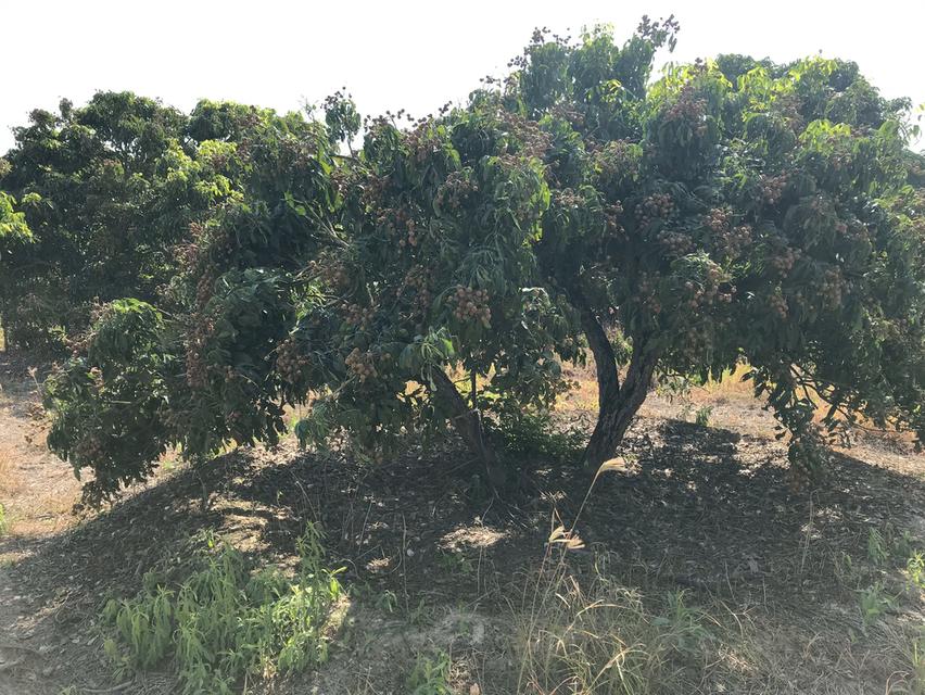 ขาย ที่ดินสวนลำไย 4ไร่ 99ตร.ว. อ.ดอยหลวง จ.เชียงใหม่ 5