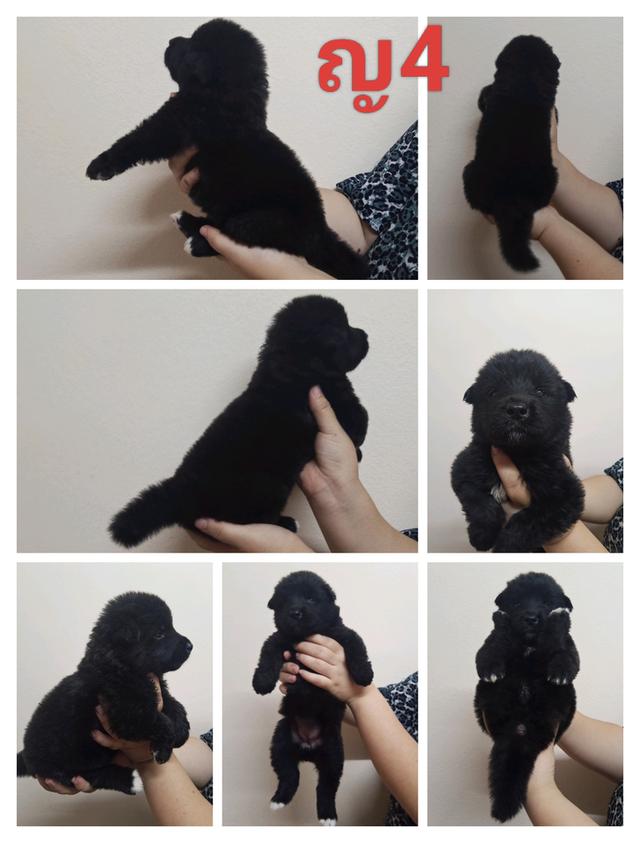 ลูกสุนัขอเมริกันอาคิตะ เกิด 7/7/2025