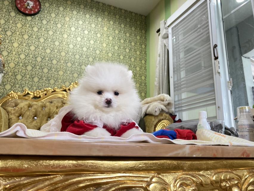 ปอมแท้ พร้อมย้ายบ้าน