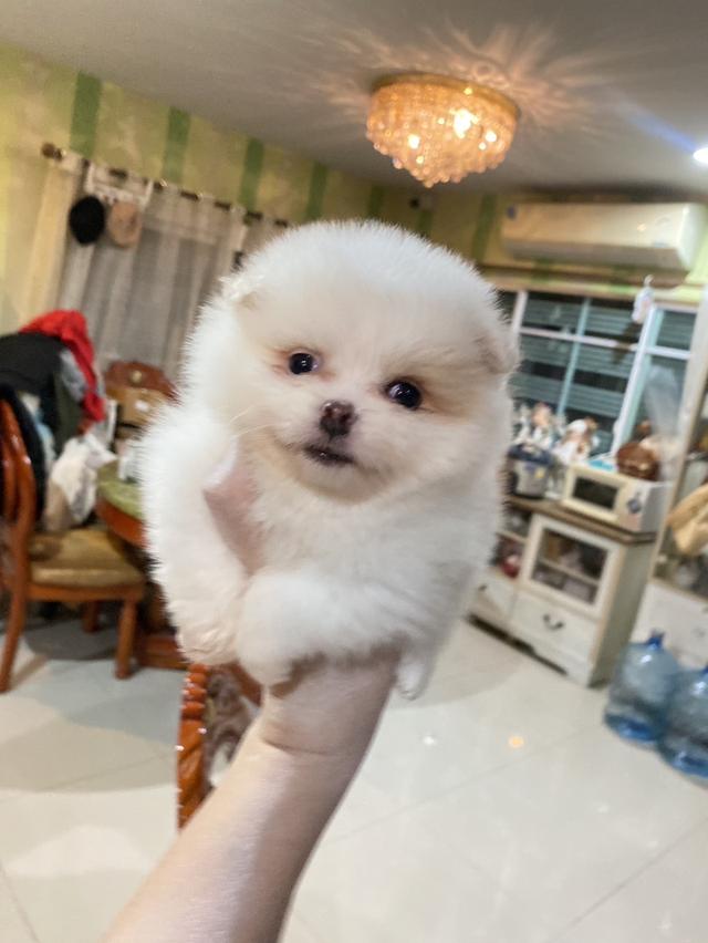 ลูกปอมเมอเรเนียนแท้ พร้อมย้ายบ้าน  2