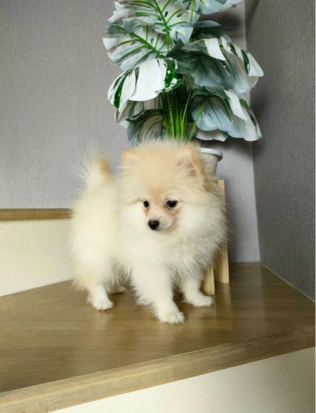 สุนัข Pomeranian