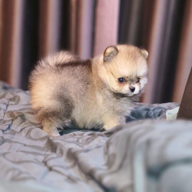 ปอมทีคัพน้องชามมี่เพศหญิงสาวน้อยน่ารักมาก 7