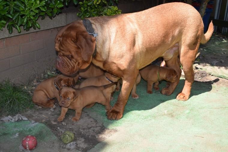 Dogue De Bordeaux Puppies WhatsApp me : +66 63 826 3042 รูปย่อยที่ 1
