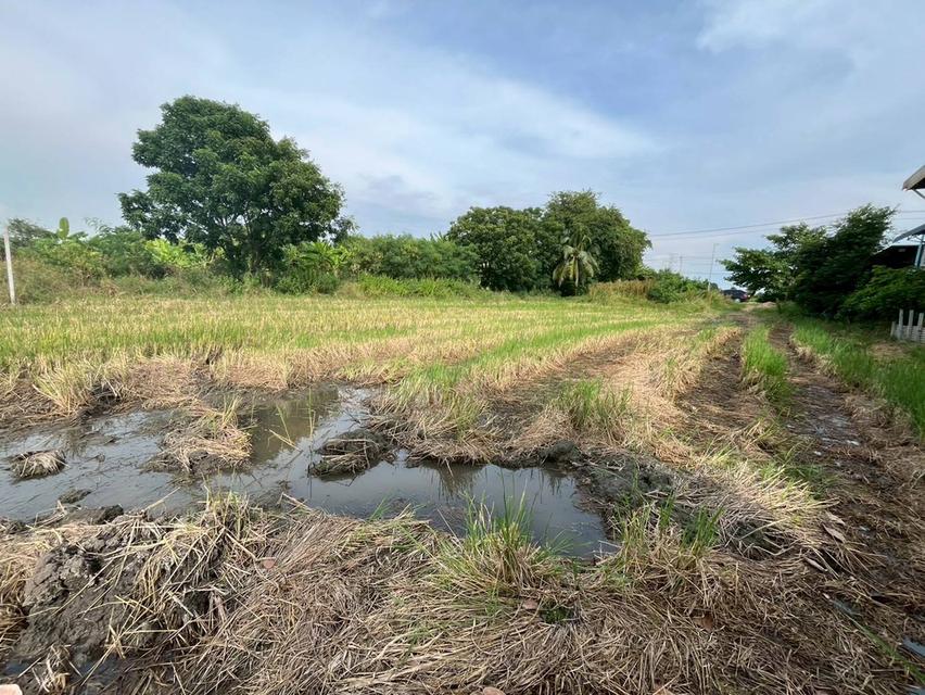 ขายที่ดินเปล่า เลียบคลองห้าร้อย ตำบลคลองขวาง อำเภอไทรน้อย จังหวัดนนทบุรี 5