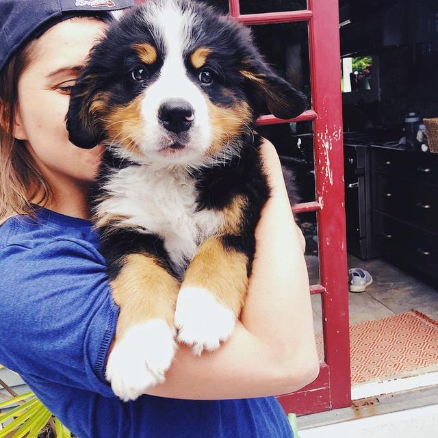 Bernese Mountain Puppies