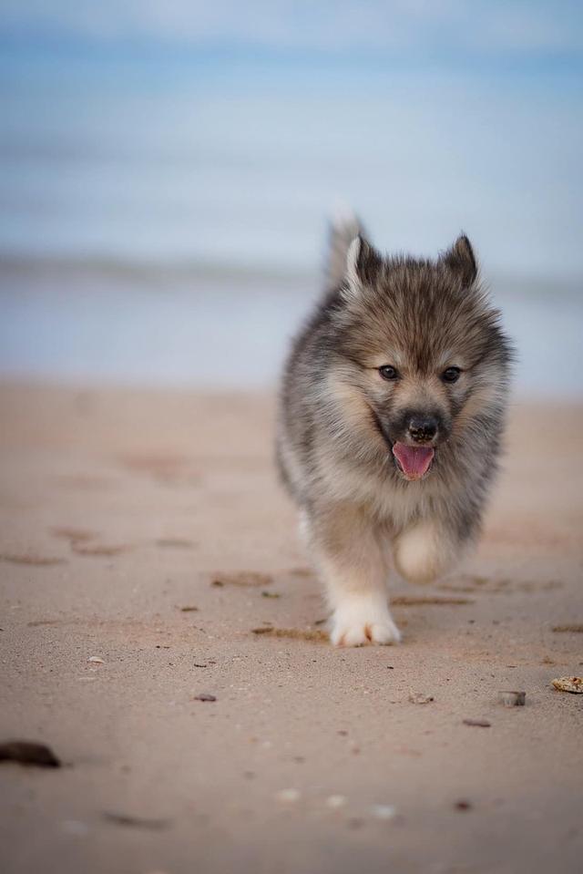 ไซบีเรียนฮัสกี้ Siberianhusky 2