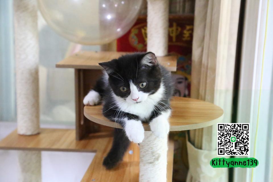 ลูกแมวบริติชหิมาลายันพร้อมย้ายบ้าน รูปที่ 4