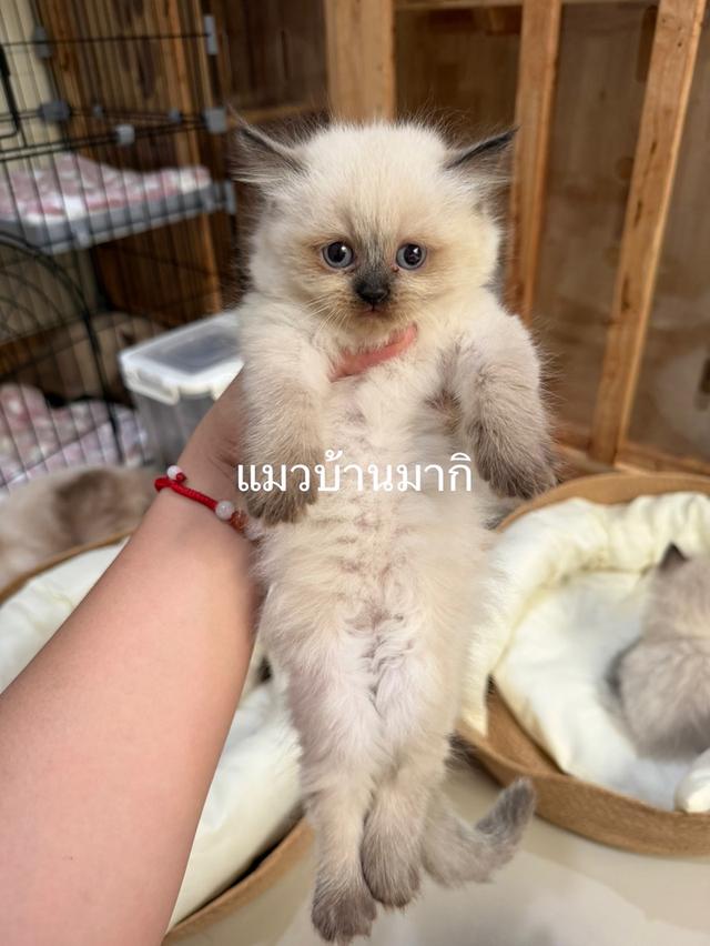 เปอร์เซียหิมาลายัน  4