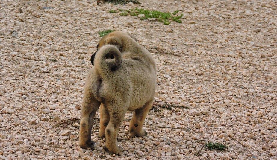 Kangal Dogs and Puppies  WhatsApp me : +66 63 826 3042 รูปที่ 2