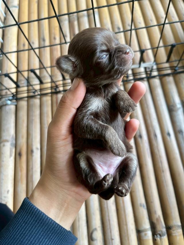 ชิวาวาสีช็อกโกแลตแทน รูปที่ 2