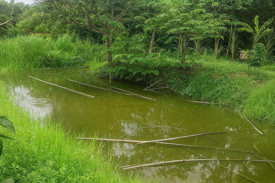 ขายที่ดินติดธารน้ำ-ลำห้วย วิวธรรมชาติ ต.แม่แรม อ.แม่ริม เชียงใหม่ 3.167 ไร่ ราคา 13.6 ล้านบาท 4