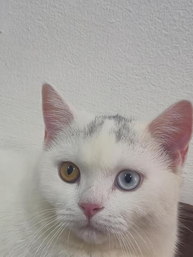 Two eyes color British shorhair & khao manee mix
