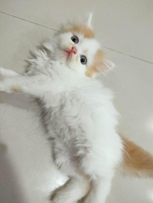 แมวเปอร์เซียสีส้ม 🔥🔥🔥🔥