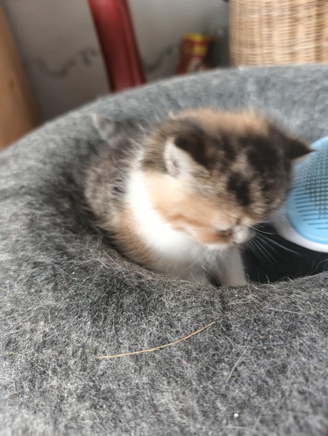 ลูกแมวสก็อตติช เด็กชายเด็กหญิง