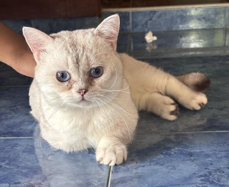 แมว บริติช มันช์กิ้น รูปที่ 4