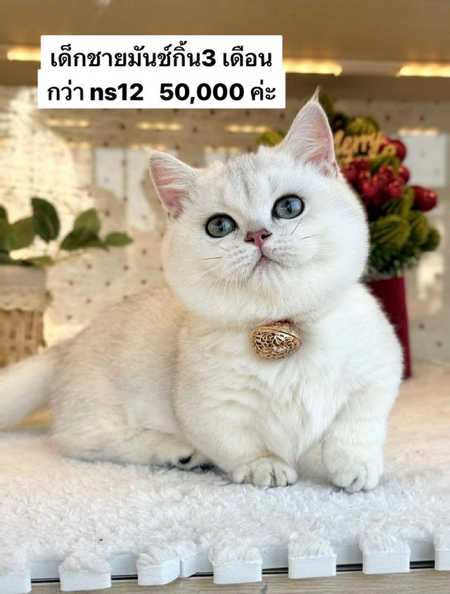 แมวมันช์กิ้น เด็กชายns