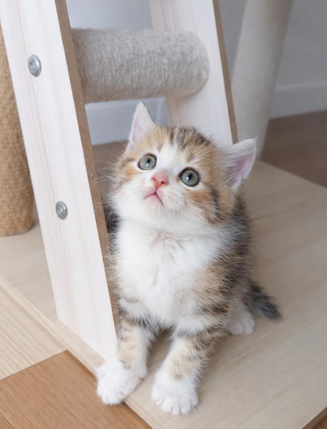 สก็อตติช ชาย สามสี ลายชัด