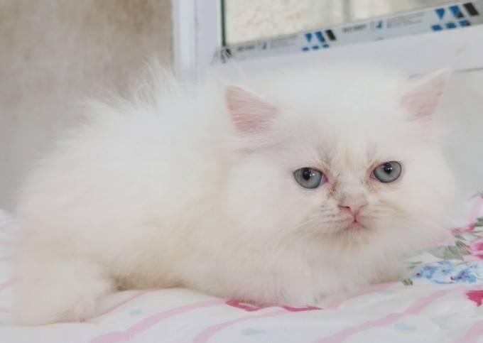 แมวเปอร์เซียเซียน่ารักมากเมีย พระรามสอง เทียนทะเล20 รูปที่ 9