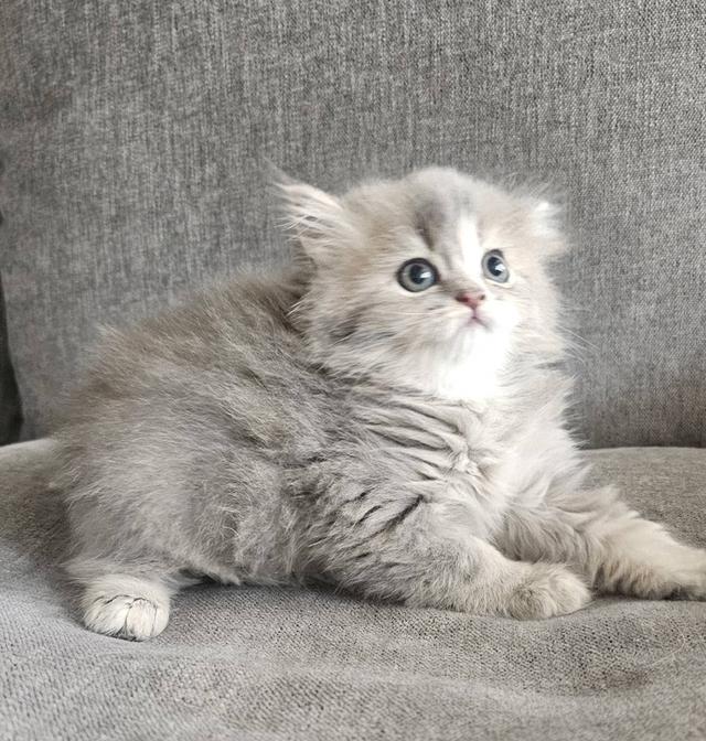 สก็อตติชโฟลด์ น้องฟุฟุ