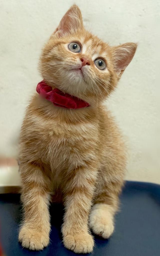 Scottish fold น้องผู้ชาย