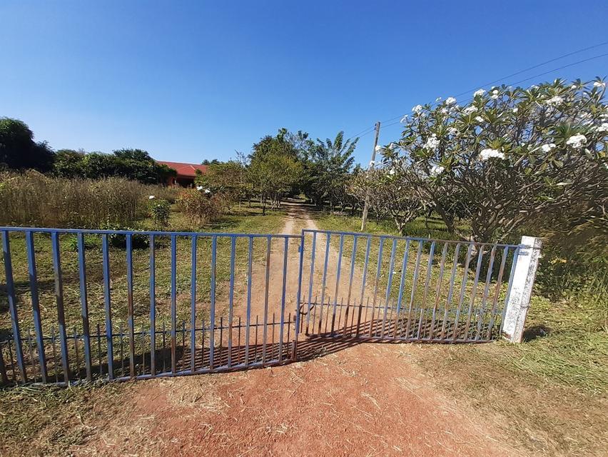 บ้านพร้อมที่ดิน 40 ไร่ จังหวัดพิษณุโลก อำเภอเนินมะปราง 3