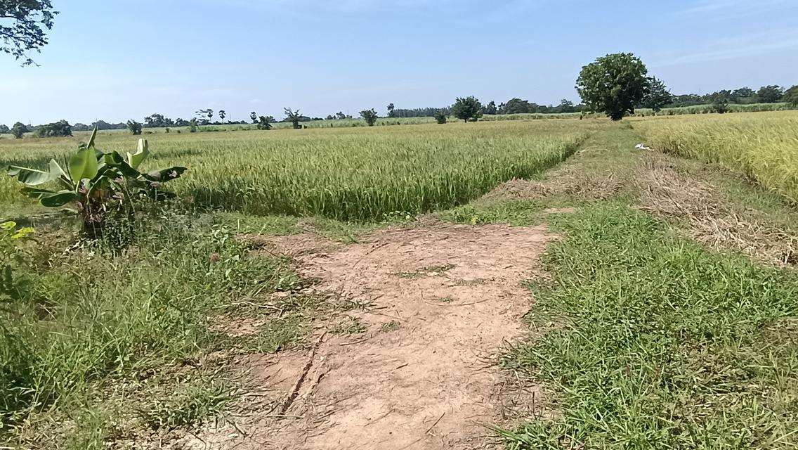 บ้านพร้อมที่ดิน5-1-77ไร่ต.ทะเลบกอ.ดอนเจดีย์จ.สุพรรณบุรี 7