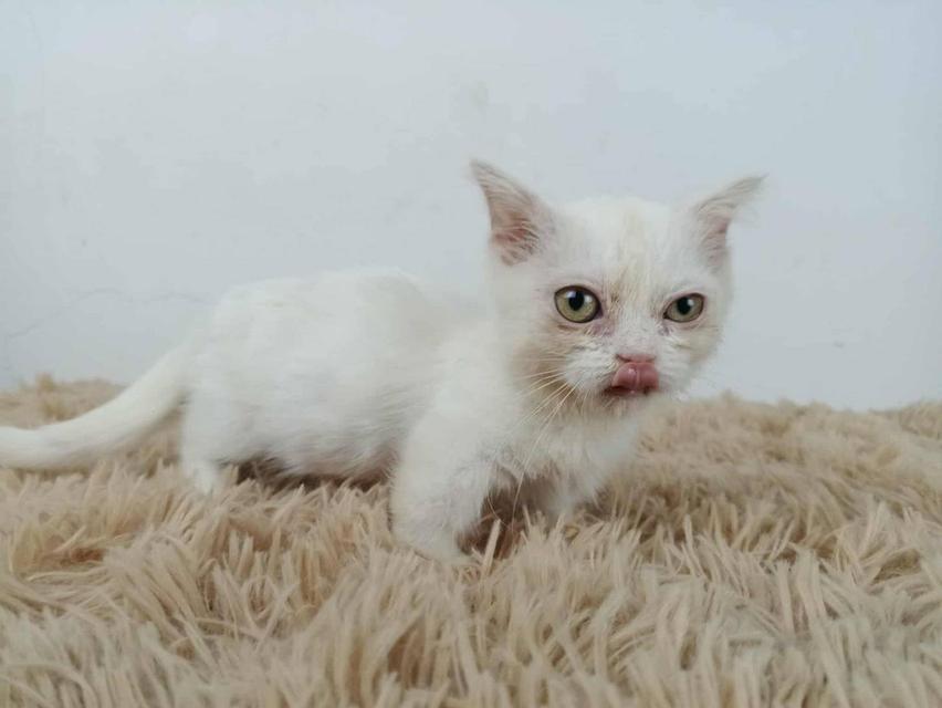 5.แมวมันช์กิ้น/เพศเมีย หาบ้าน Munchkin Cat/Female looking for a new home 5