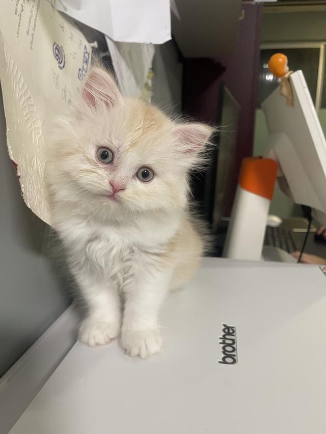 เปิดจองเด็กชายส้ม(สก๊อตติชโฟผสม) รูปที่ 1