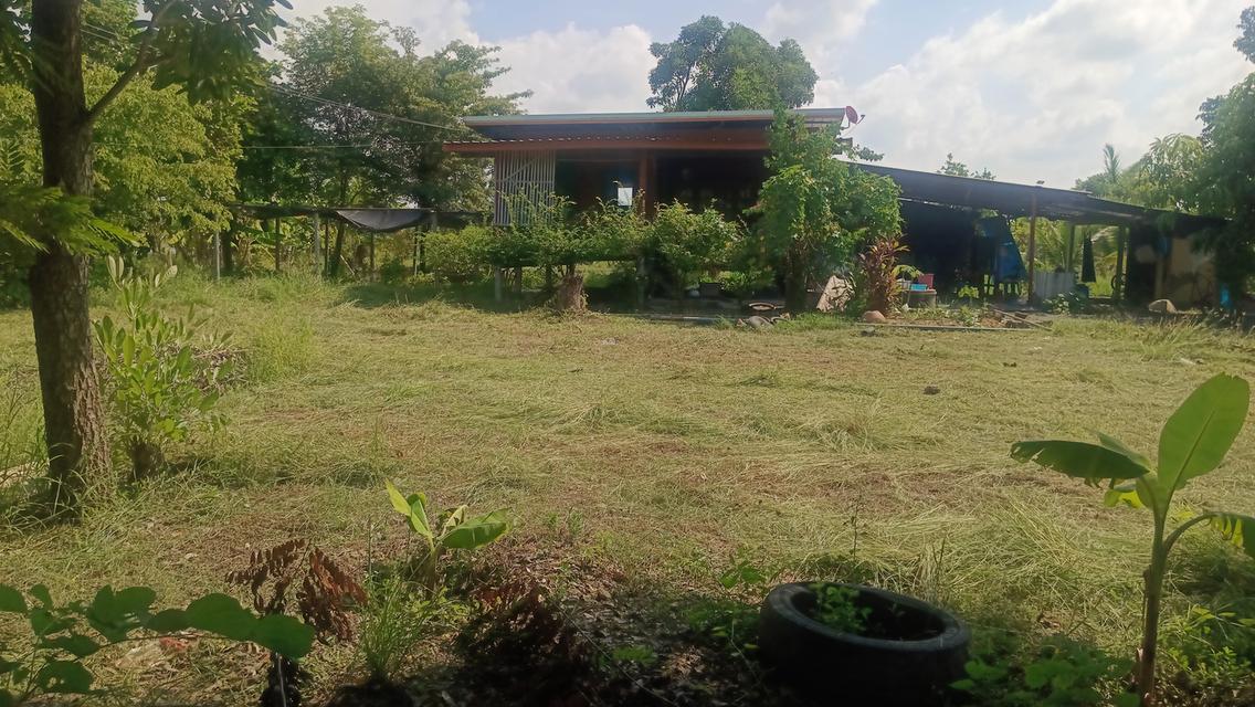 สวนเกษตร◌๋บ้านพัก5-3-0ไร่อ.ศรีประจันต์จ.สุพรรณบุรี 3