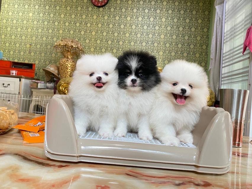 ลูกปอมแท้  5