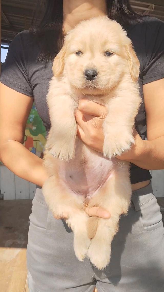 สุนัขโกลเดินรีทรีฟเวอร์ รูปที่ 4