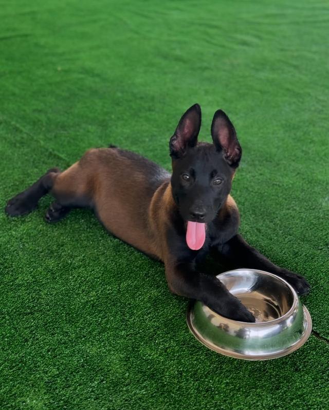 Belgian malinois puppies  WhatsApp me : +66 63 826 3042 รูปที่ 2