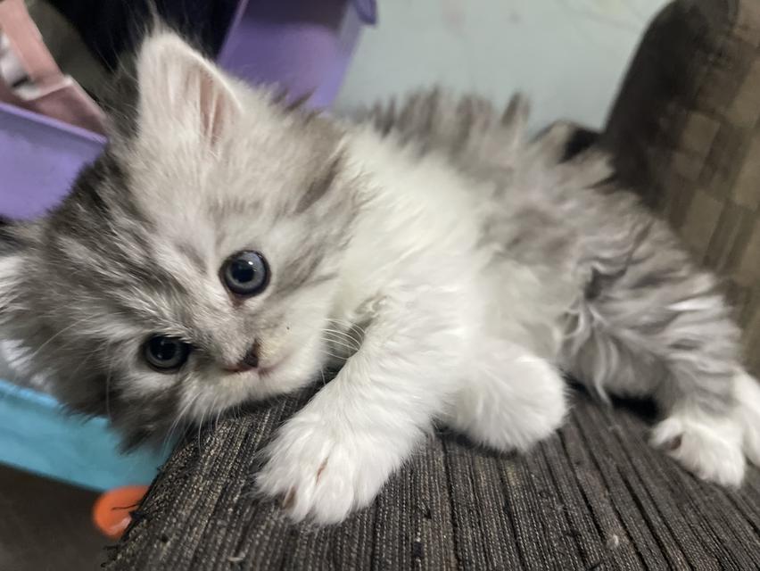 น้องเจ๊ไฝ(เพศเมีย)เกิด19/9/68 10