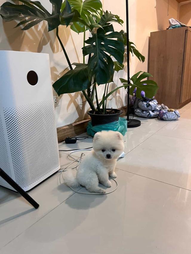 Premium Vaccinated Dog for Sale – Bangkok รูปย่อยที่ 2