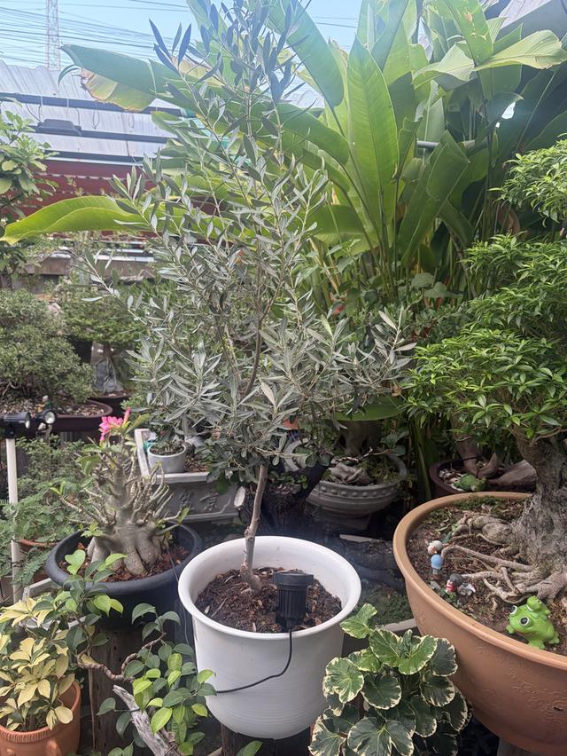 มะกอกโอลีฟสายพันธยุโรป