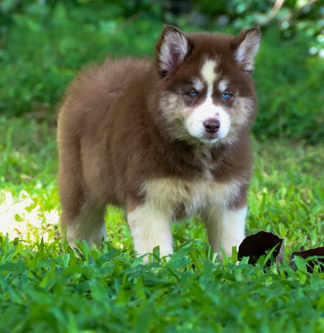 ไซบีเรียนฮัสกี้วูลลี่ ตาฟ้าคู่ เพศเมีย เชียงใหม่