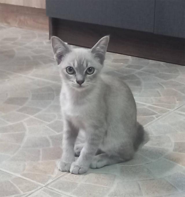 แมว พันธ์ผสม วิเชียรมาศ กะ สก็อตติส