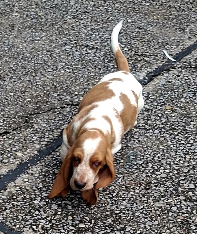 บาสเซ็ตฮาว์ดใบเพ็ดสมาคมพัฒนาพันธุ์สุนัข 7