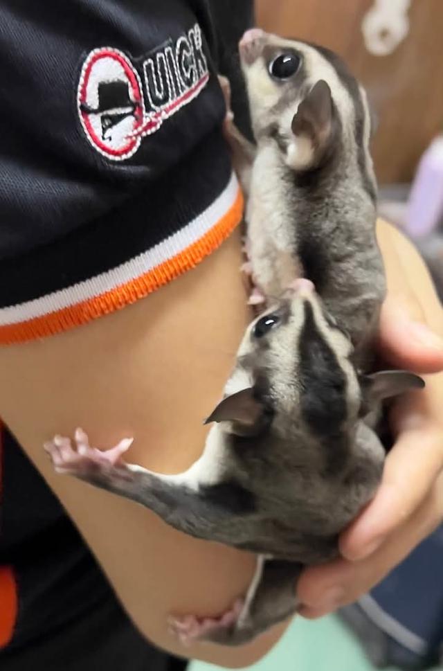 Sugar Glider ไม่ขายแยก มี 4 ตัว 4