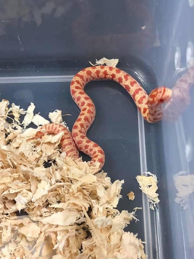 หาบ้านให้น้องงู milk snake 2