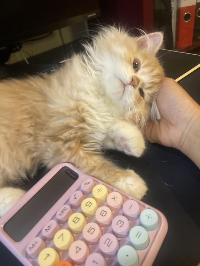 แมวส้มขี้อ้อนนวดเก่ง(เด็กชาย 3 เดือน)นิสัยขี้อ้อนสุดๆ