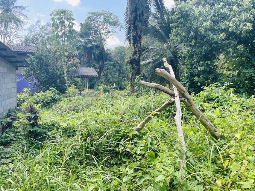 ที่ดินเปล่าขนาด85ตารางวา 2