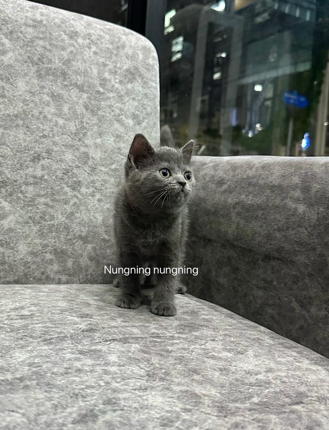 สก็อตติช โฟล์ด