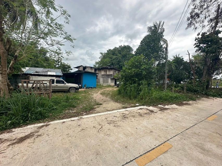 ขายที่ดินบ้านหนองเลง หนองขาม 200 ตรว. ใกล้นิคมปิ่นทอง10กม. อ.ศรีราชา ชลบุรี 3